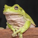 老爺樹蛙飼養