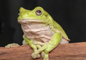 老爺樹蛙飼養