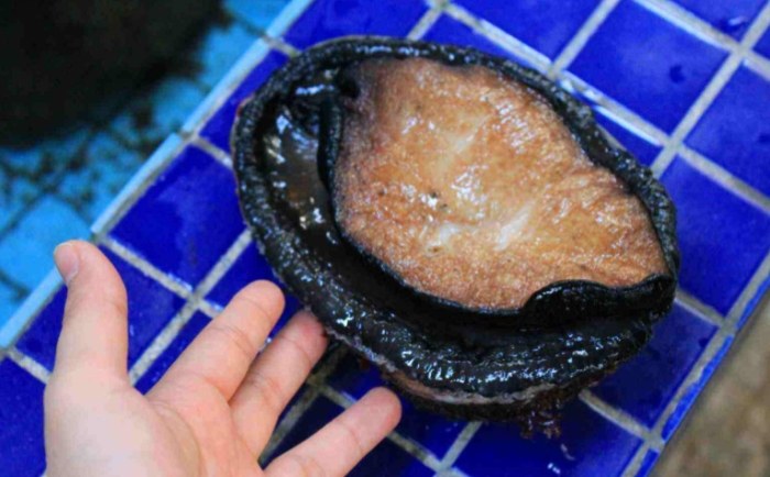 黑金鮑食譜