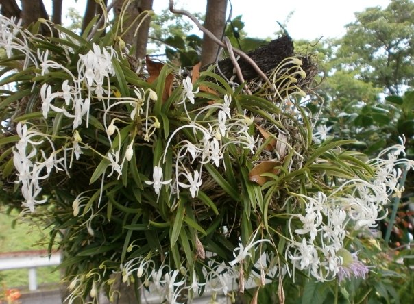 風蘭種植方法 風蘭種植方法