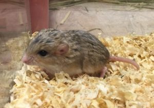 通心粉鼠飼養