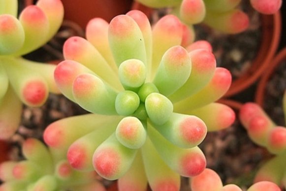 乙女心種植時間 乙女心種植時間