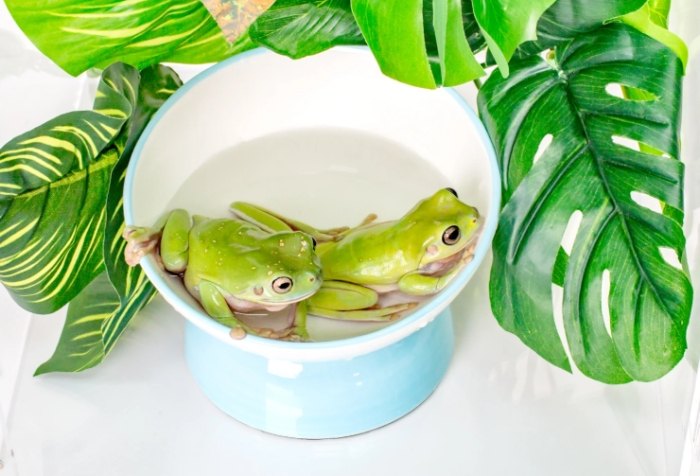 老爺樹蛙餵食