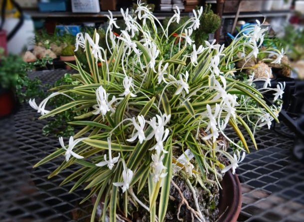 風蘭種植時間 風蘭種植時間