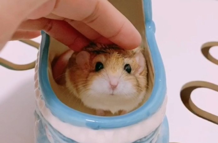 通心粉鼠飼養方法 通心粉鼠飼養方法