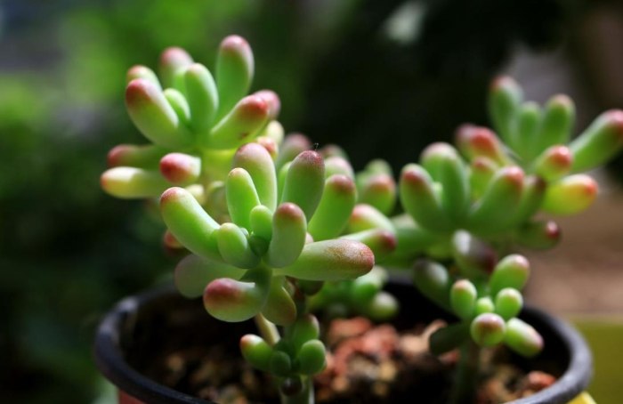 乙女心種植時間 乙女心種植時間