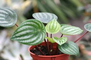 西瓜皮椒草