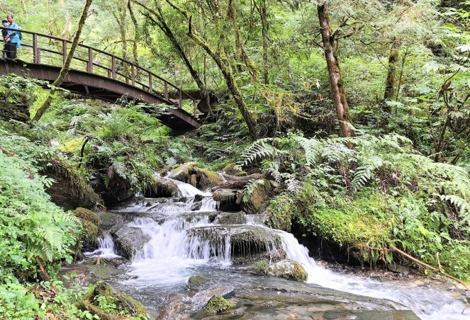 拉拉山神木群步道