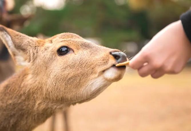 餵鹿注意事項