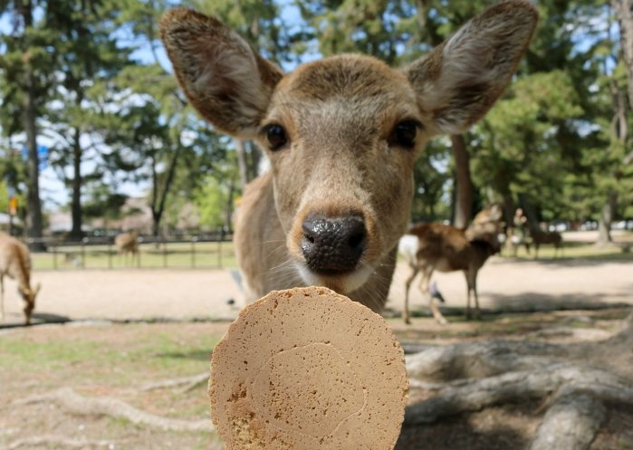 奈良鹿 種類