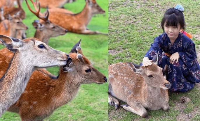 奈良鹿攻擊