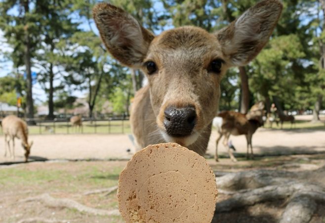 奈良鹿攻擊