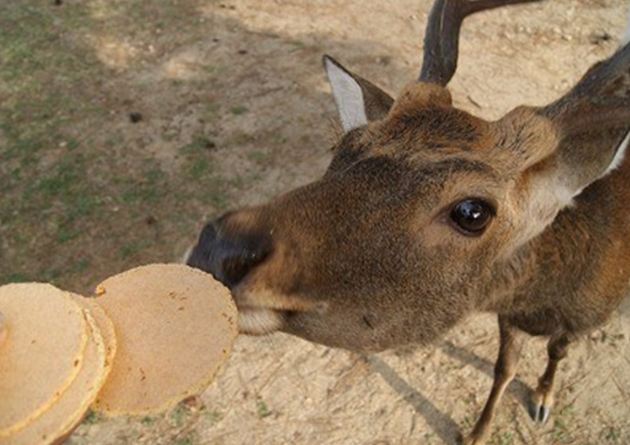 奈良餵鹿