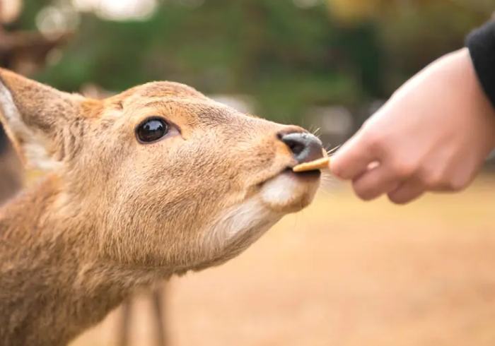 奈良鹿 種類