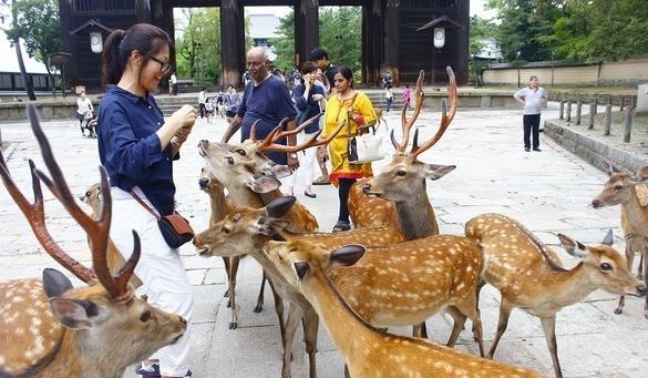 奈良鹿 種類
