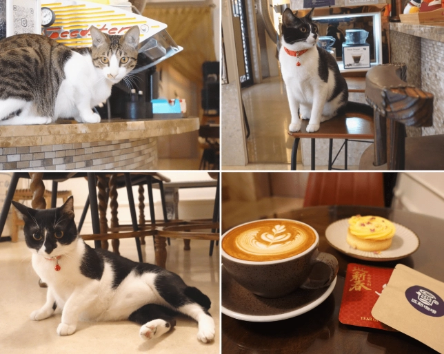 台中貓咪餐廳