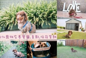 彰化鹿港寵物友善住宿