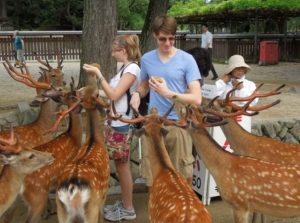 奈良鹿是梅花鹿嗎