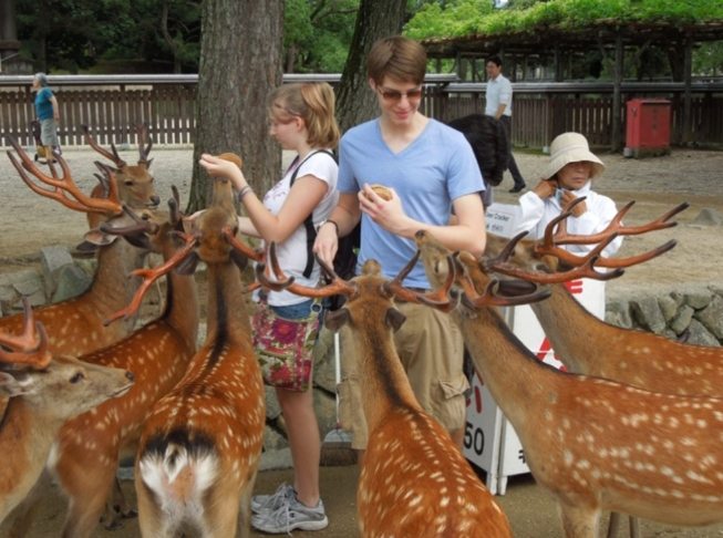 奈良鹿是梅花鹿嗎