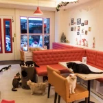 台中貓咪餐廳推薦